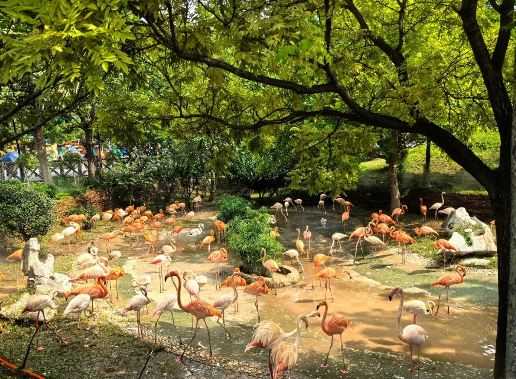 Dalian Forest Zoo review