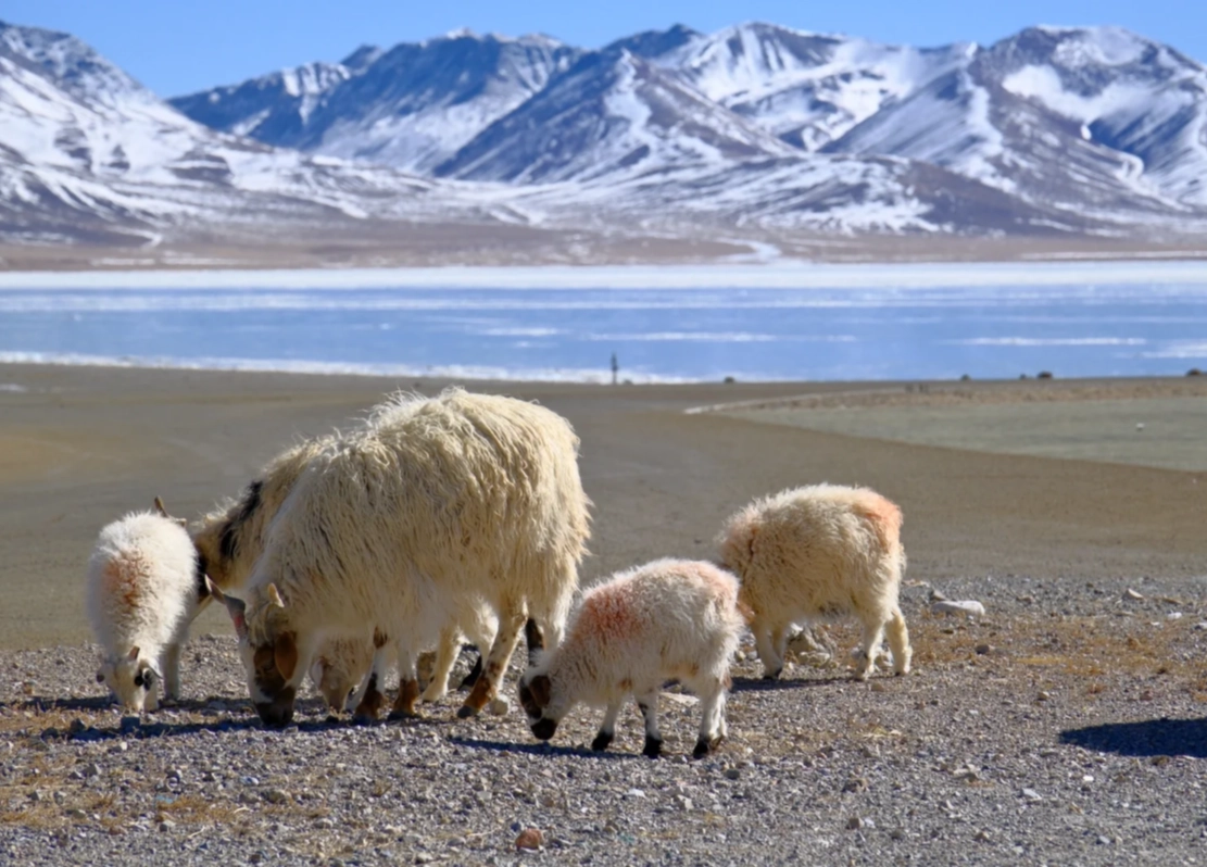 high altitude Tibet lake tours high altitude Tibet lake tours