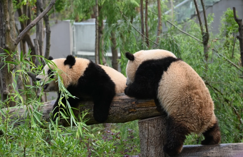 Chengdu panda base tickets Chengdu panda base tickets