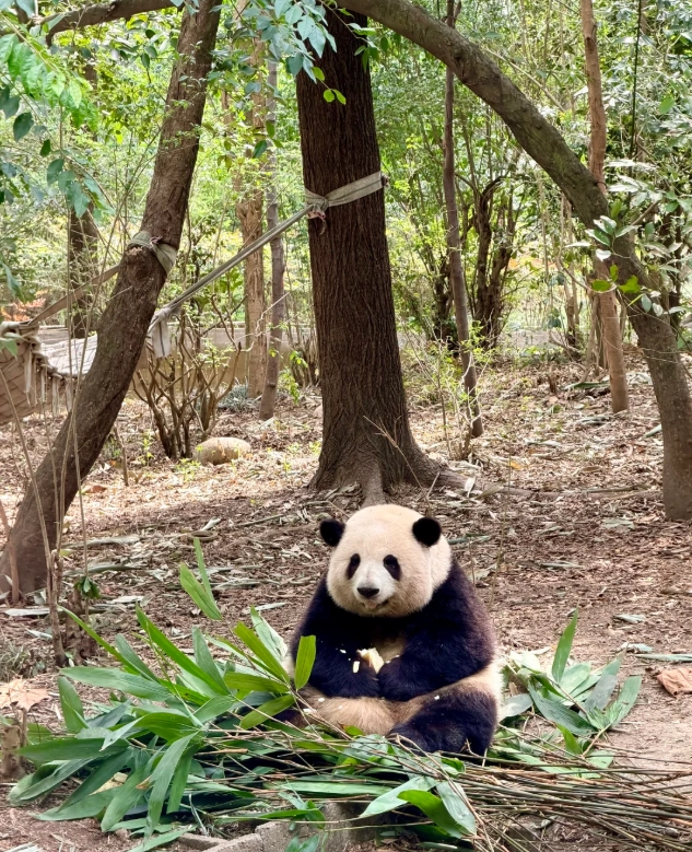 Chengdu panda breeding center