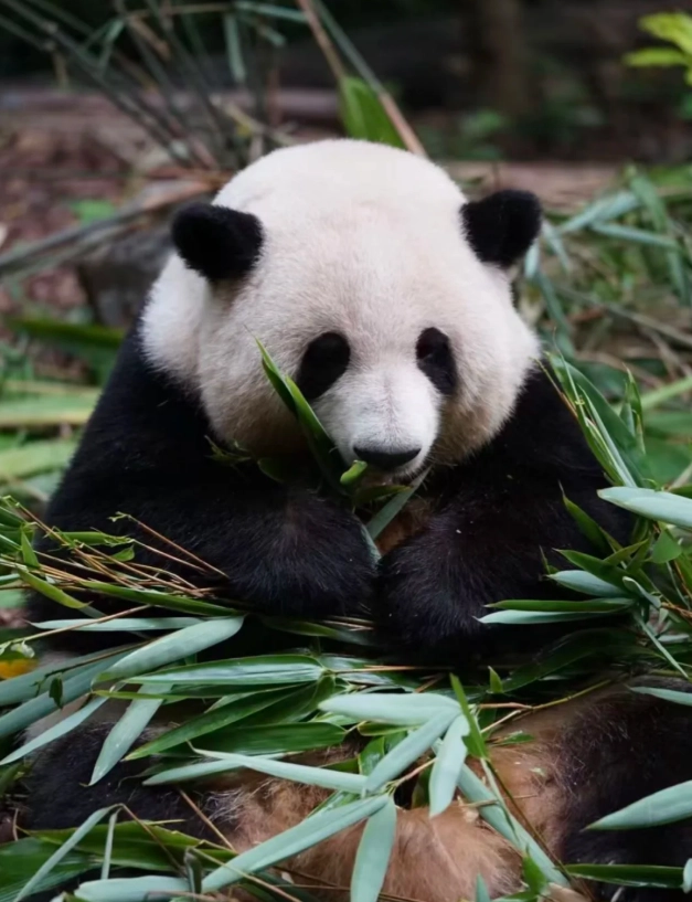 how to get to Chengdu panda base how to get to Chengdu panda base