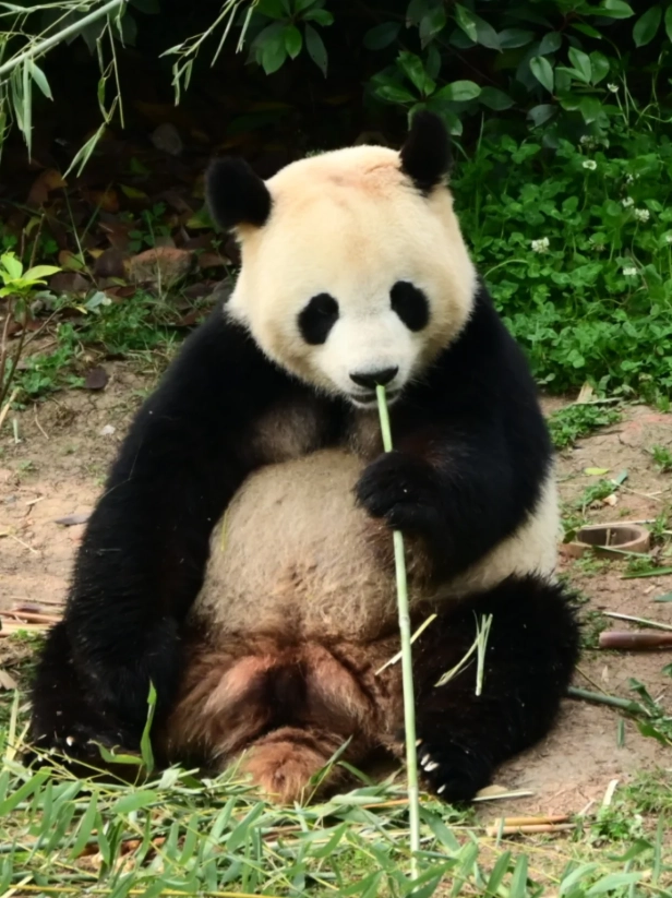best time to visit Chengdu panda base best time to visit Chengdu panda base