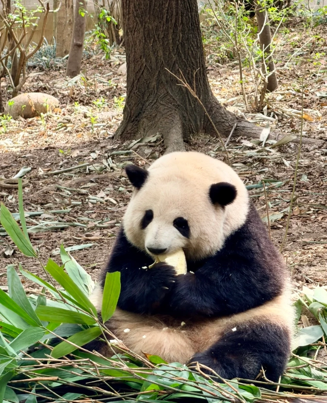 see pandas Chengdu