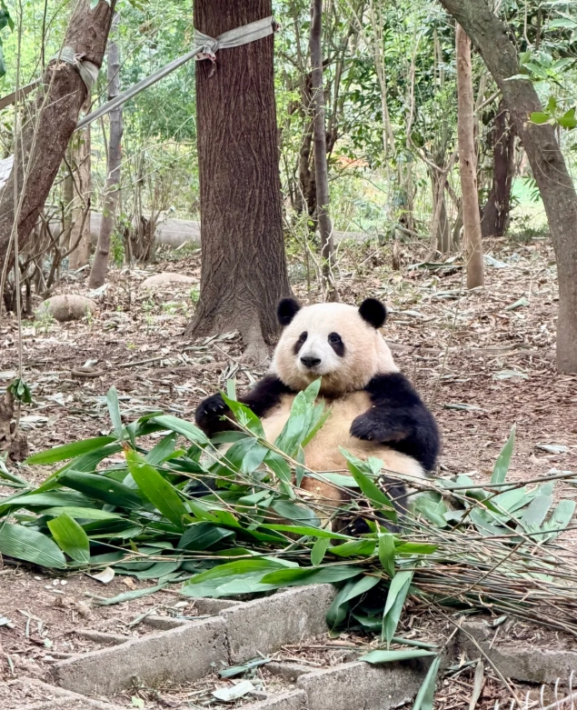 Dujiangyan panda base