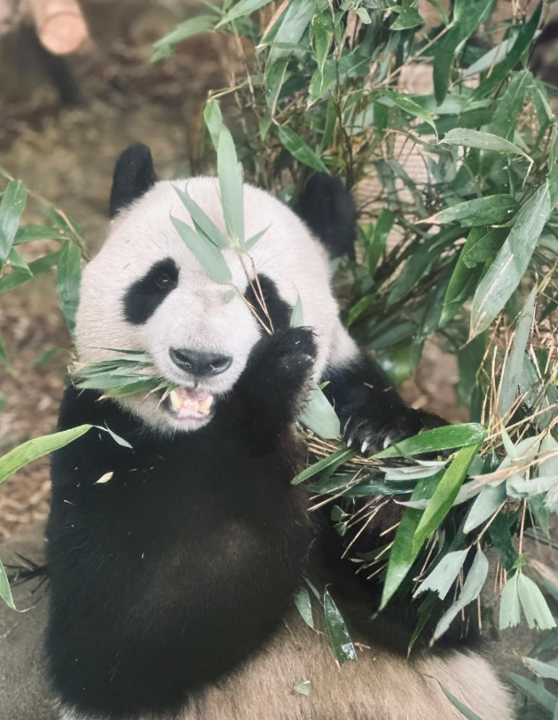 Chengdu panda base