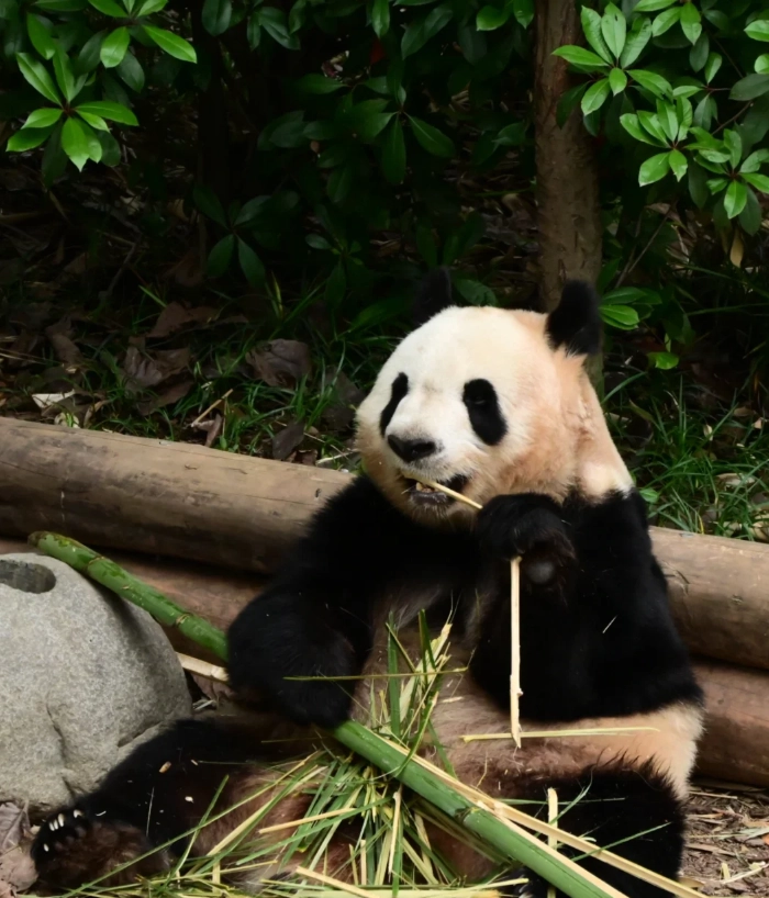 Chengdu panda base opening hours Chengdu panda base opening hours