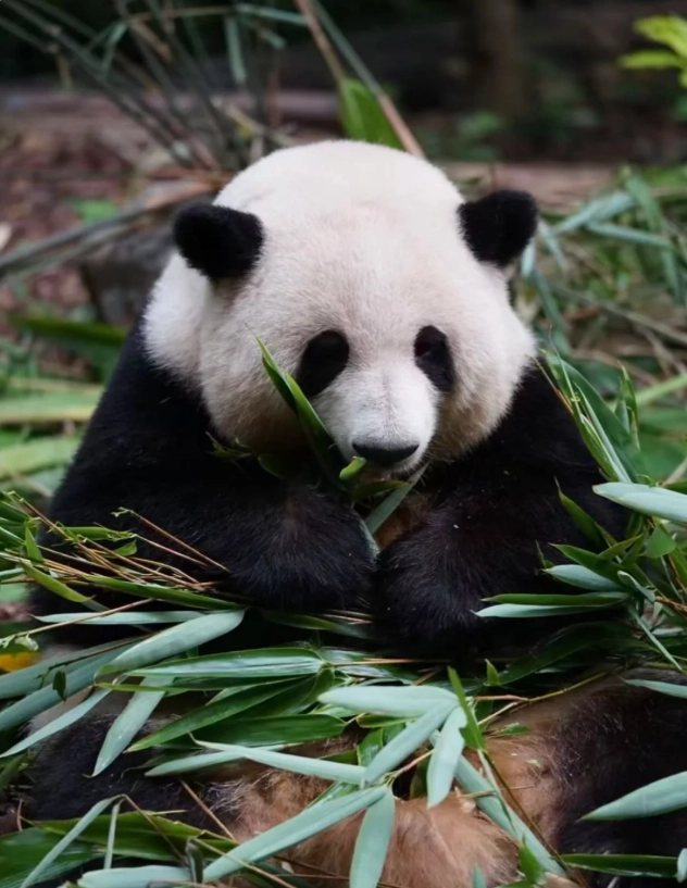 Chengdu panda base