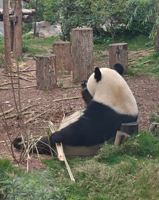 Chengdu panda sanctuary