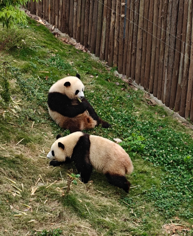best time to see pandas Chengdu