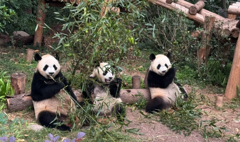 Chengdu panda base insider tips Chengdu panda base insider tips