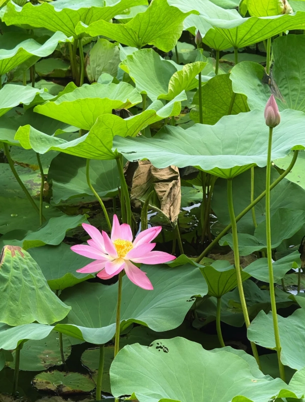Hangzhou travel for foreigners