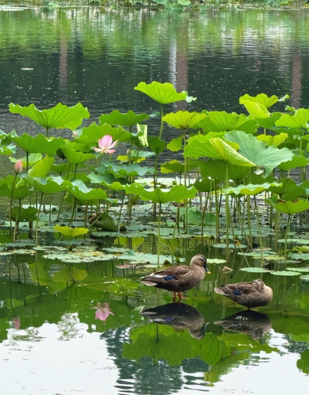 Hangzhou travel tips Hangzhou travel tips