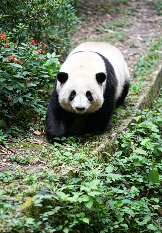 things to do in chengdu