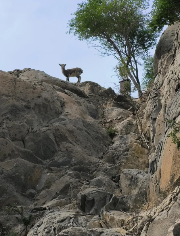 Ningxia unique attractions