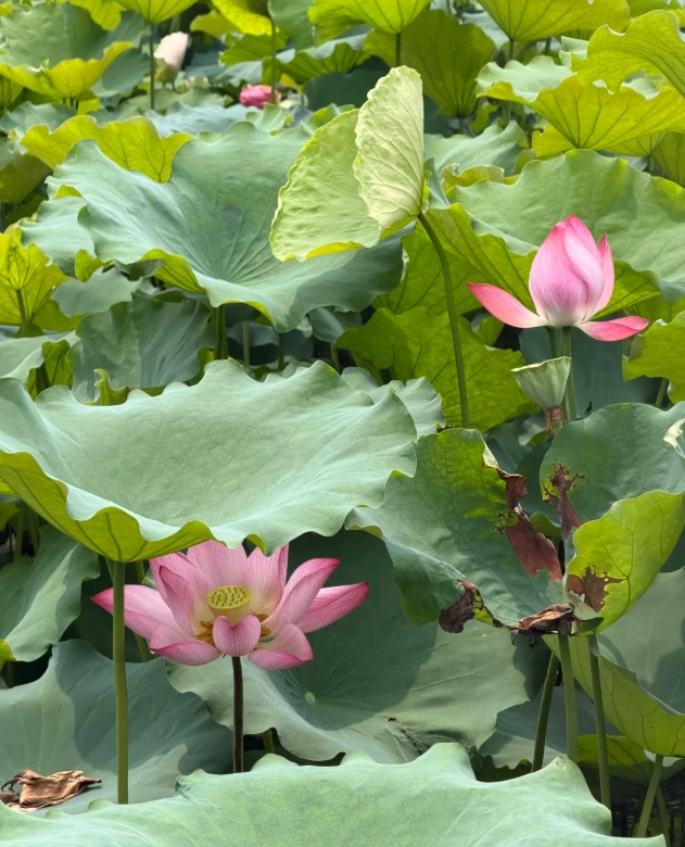 things to do in Hangzhou with kids things to do in Hangzhou with kids