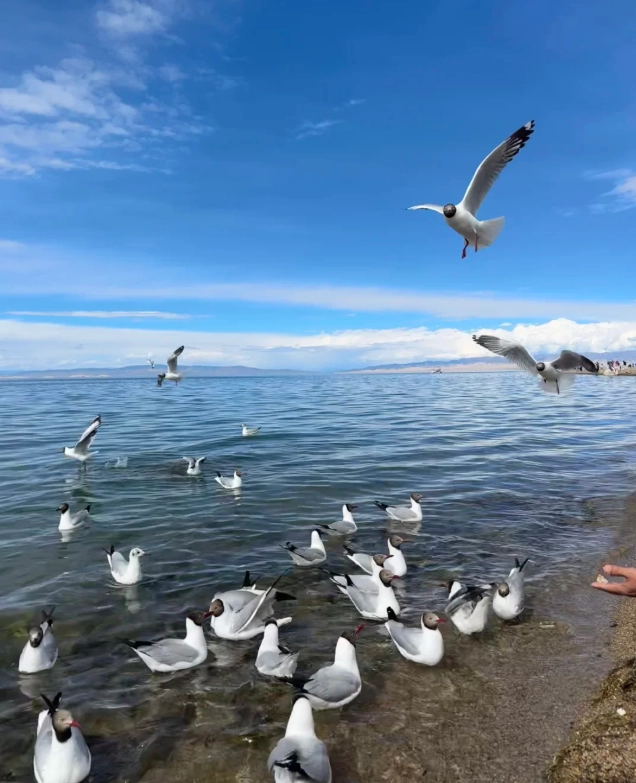 Qinghai Lake travel photography