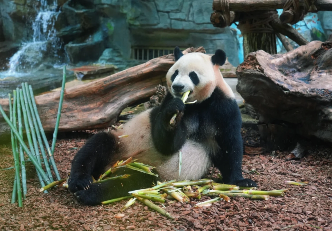 Chengdu and Xining Itinerary: 10 Days Across Qinghai & Sichuan