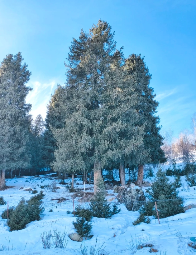 Tianshan winter travel