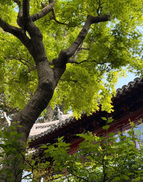 best photo spots yu garden