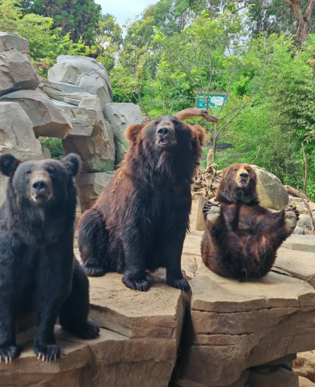 Kunming zoo Kunming zoo