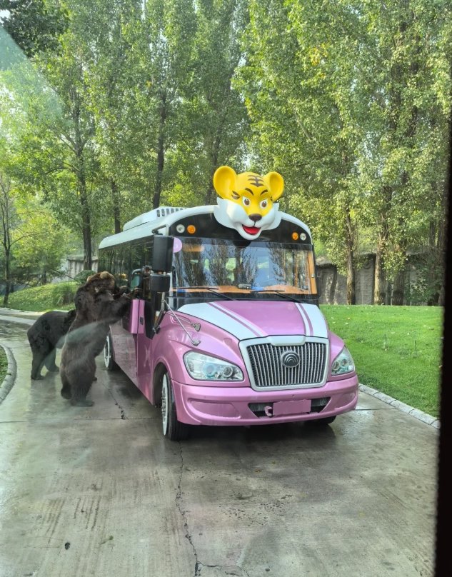 how to ride buggy Yunnan Wildlife Park how to ride buggy Yunnan Wildlife Park