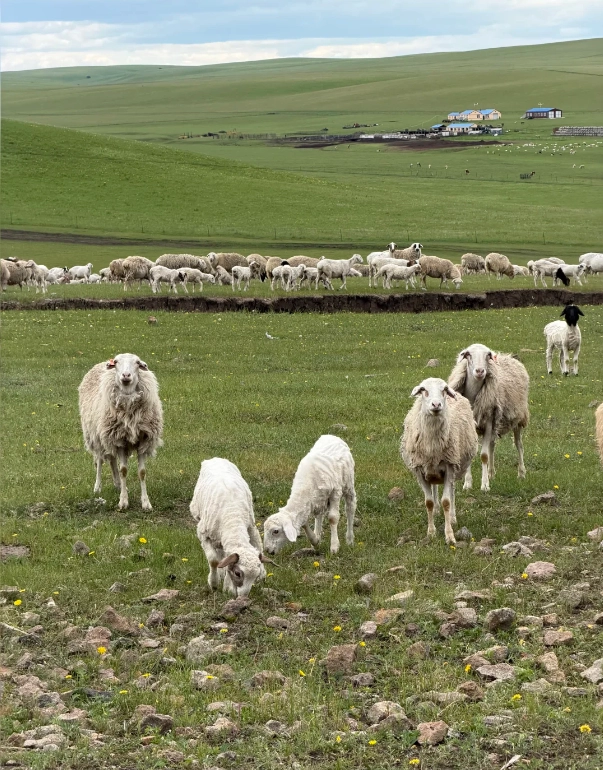 Inner Mongolia travel guide Inner Mongolia travel guide