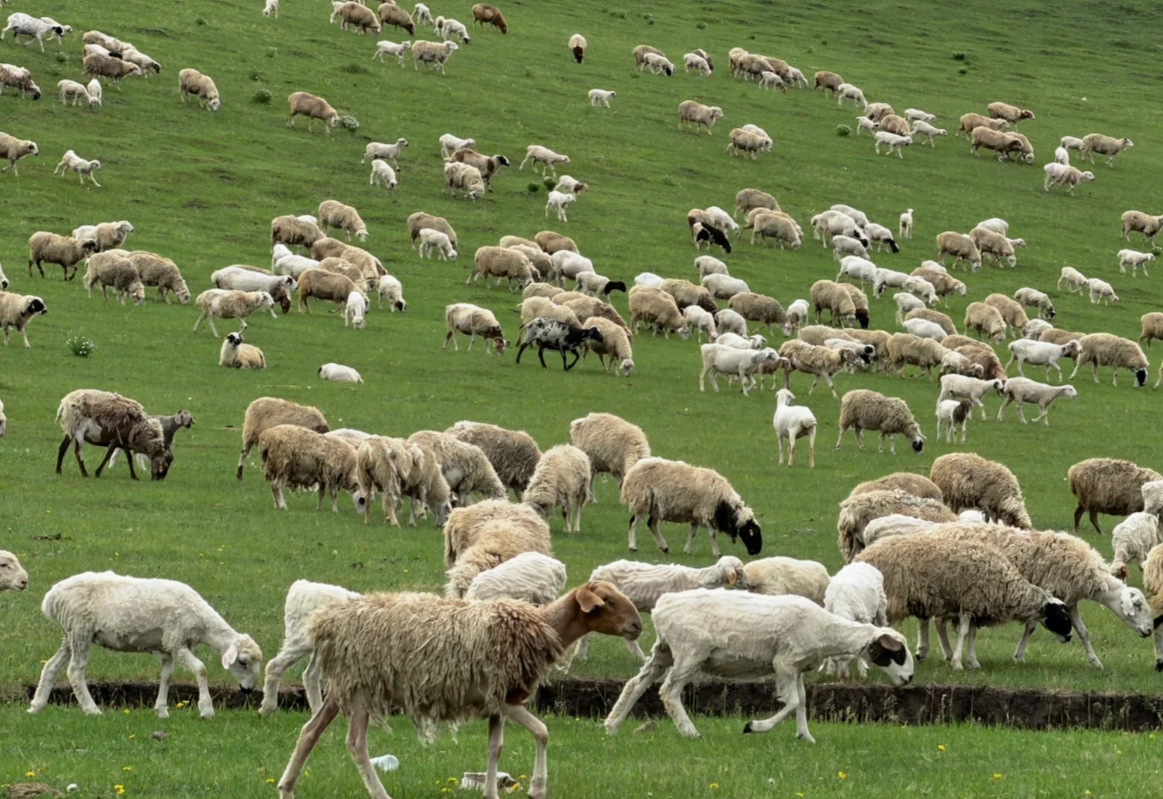 Inner Mongolia grassland photography