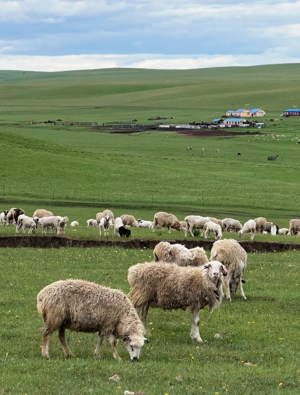 Hulunbuir grassland tour Hulunbuir grassland tour