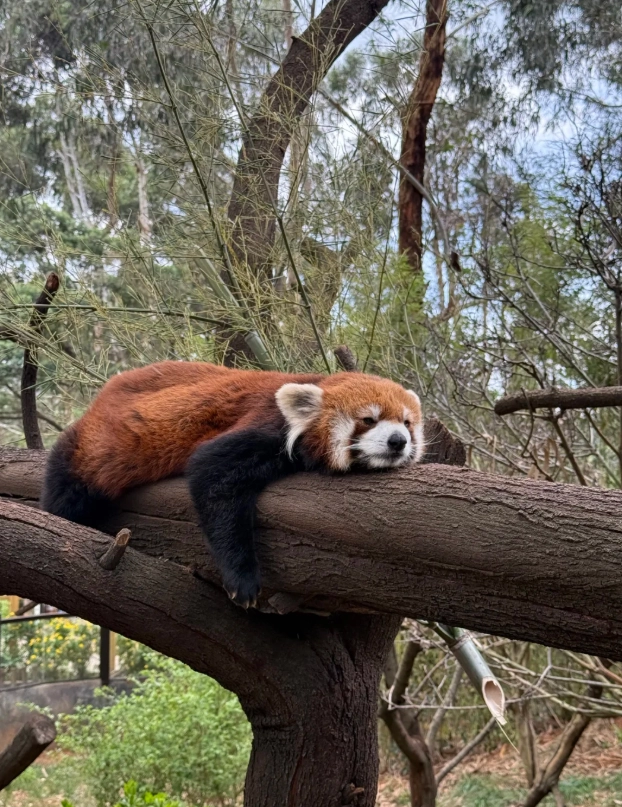 electric buggy Yunnan Wildlife Park hours electric buggy Yunnan Wildlife Park hours