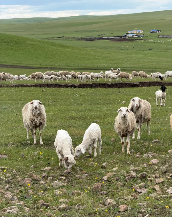 Hulunbuir photography guide