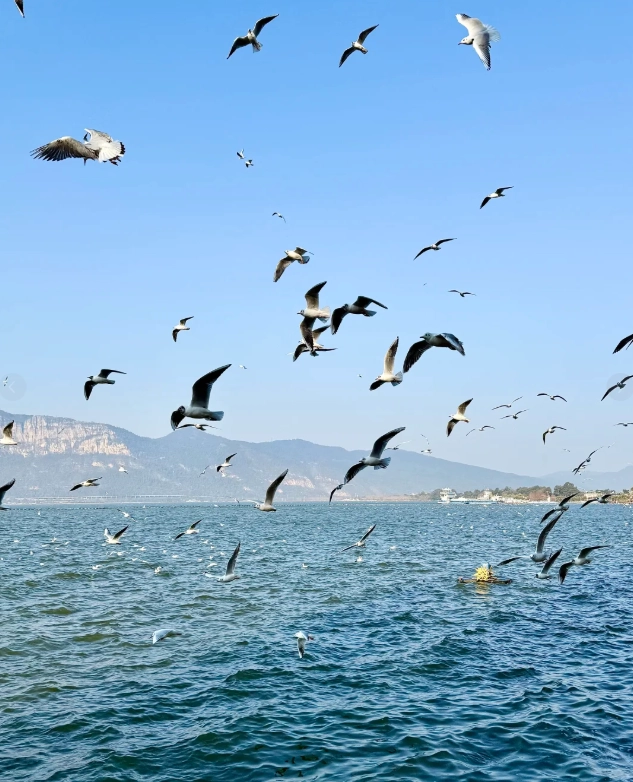 Dianchi Lake itinerary half day