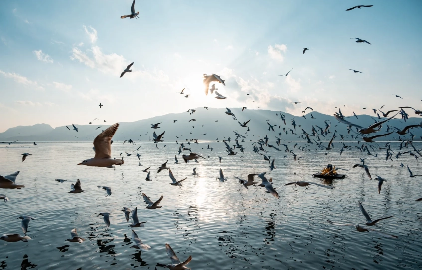 Dianchi Lake tips