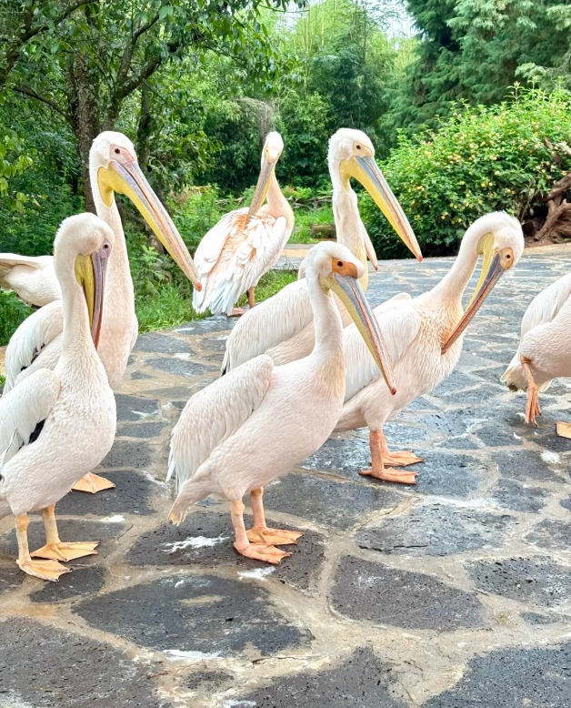 Yunnan Wildlife Park price Yunnan Wildlife Park price