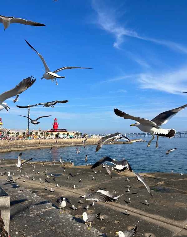 Dalian travel guide Dalian travel guide
