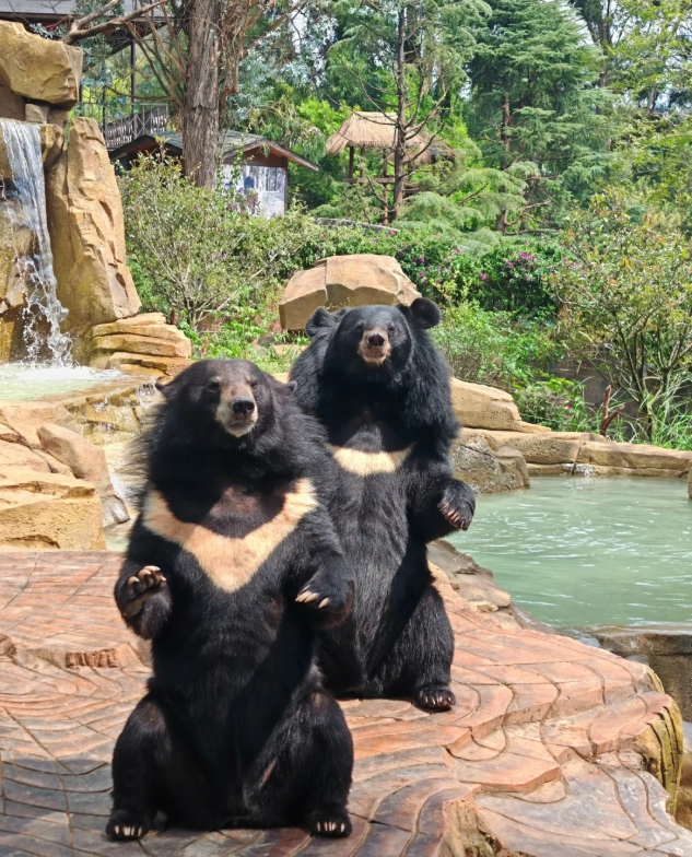 Yunnan Wildlife Park itinerary Yunnan Wildlife Park itinerary