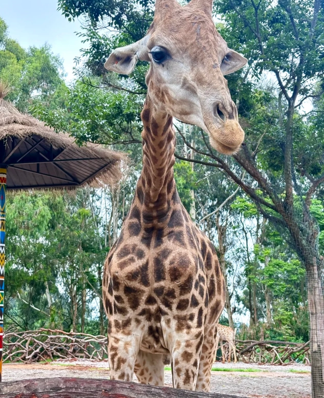 Yunnan Wild Animal Park best time to visit Yunnan Wild Animal Park best time to visit