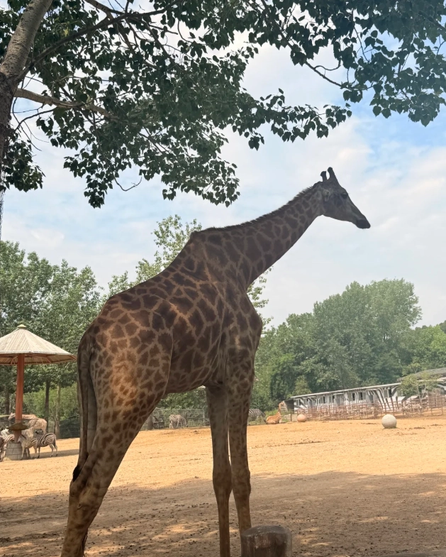 Dalian Forest Zoo animals Dalian Forest Zoo animals