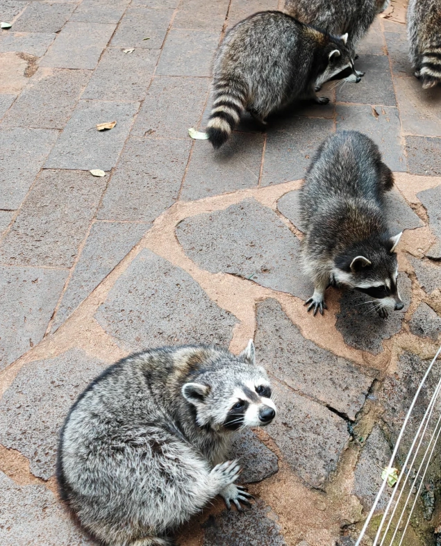 Yunnan Wildlife Park walking route Yunnan Wildlife Park walking route