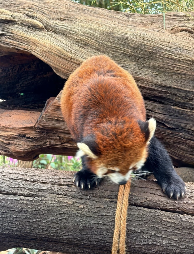 Yunnan Wild Animal Park directions Yunnan Wild Animal Park directions