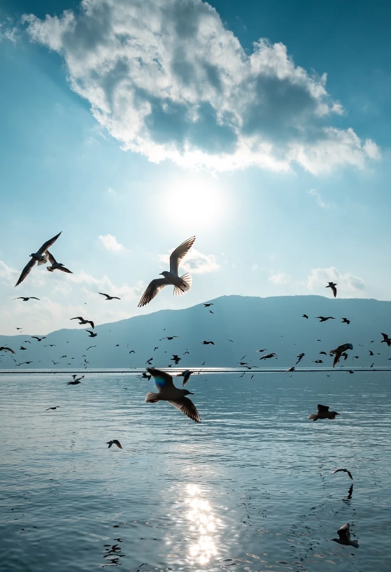 Dianchi Lake full day tour