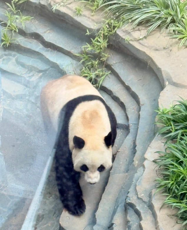 Dalian Forest Zoo transportation Dalian Forest Zoo transportation