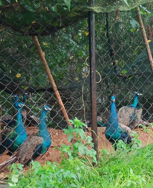Yunnan Wildlife Park itinerary Yunnan Wildlife Park itinerary