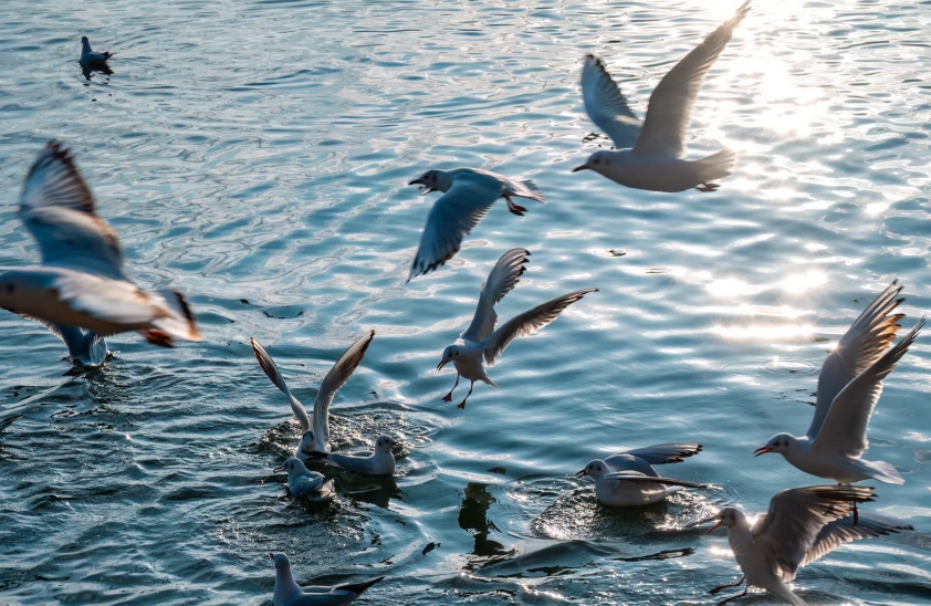 Dianchi Lake hours needed
