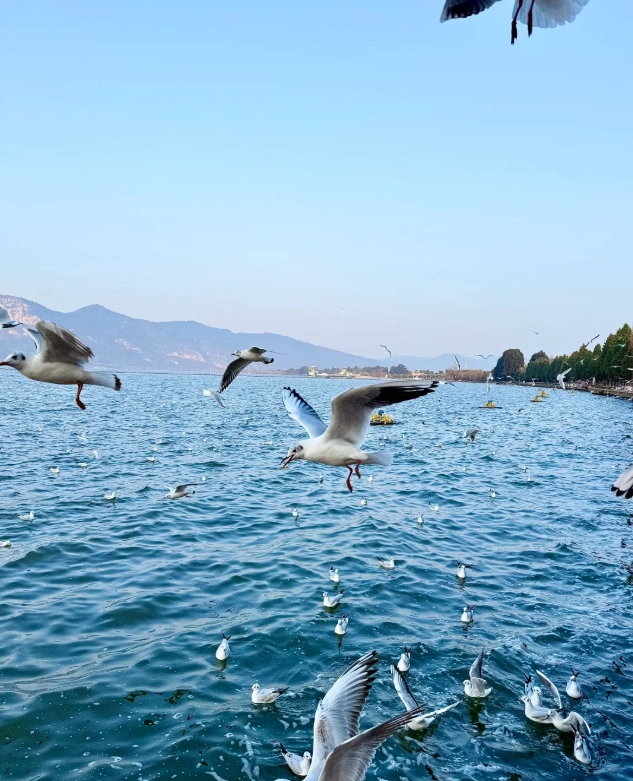 Dianchi Lake visit time