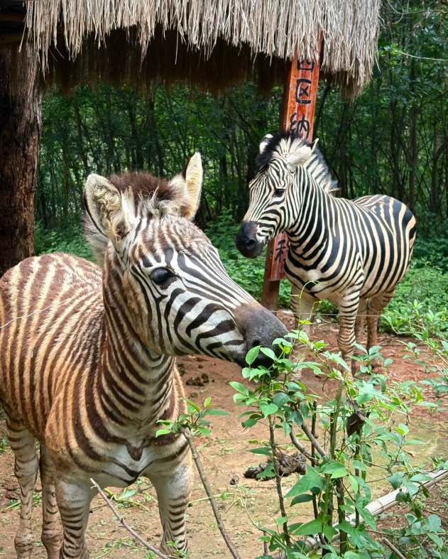 Yunnan Wildlife Park transportation Yunnan Wildlife Park transportation