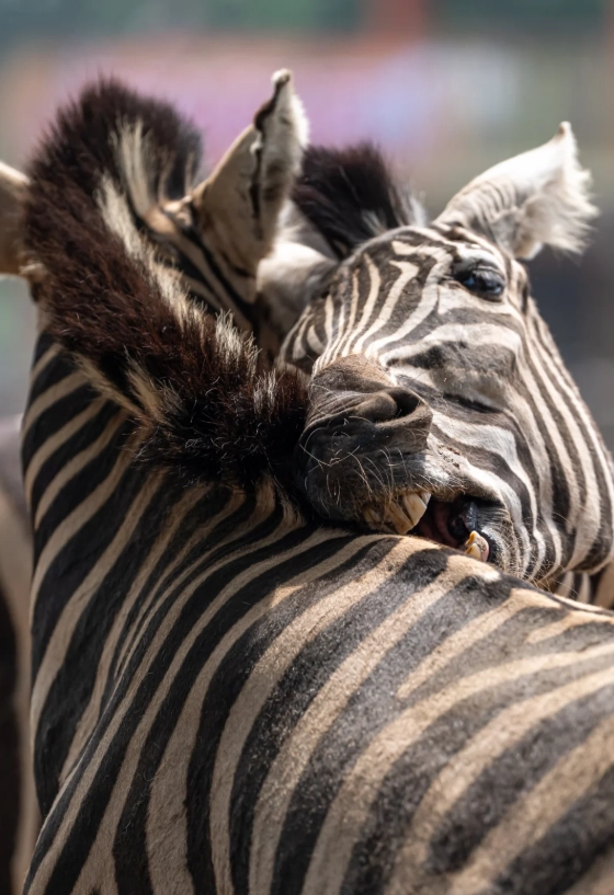 Dalian Zoo insider tips Dalian Zoo insider tips