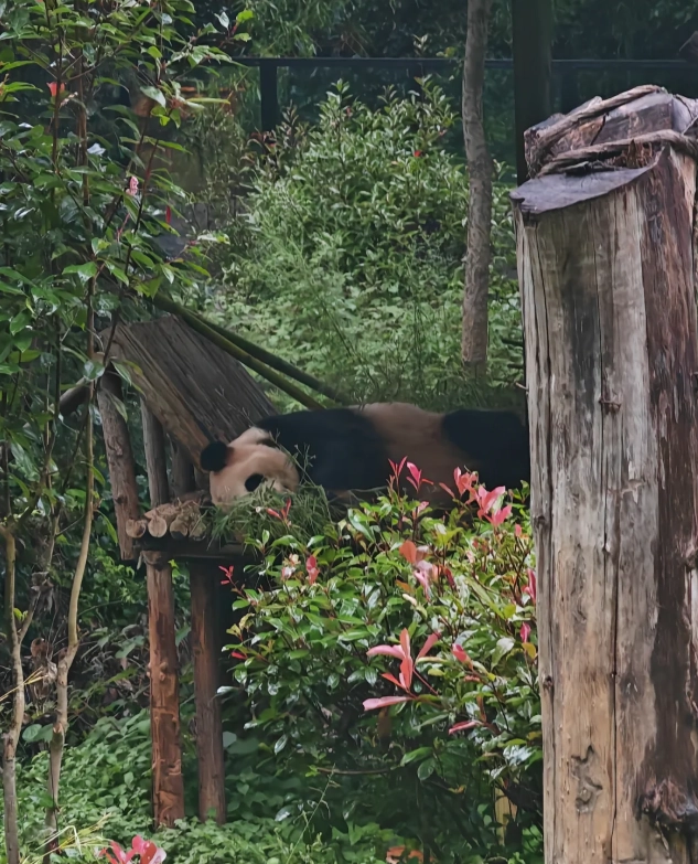 Yunnan Wildlife Park time Yunnan Wildlife Park time