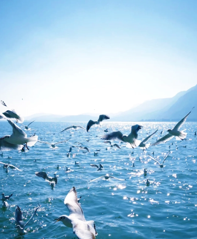 Dianchi Lake itinerary half day