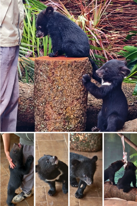 Yunnan Wildlife Park ticket price Yunnan Wildlife Park ticket price