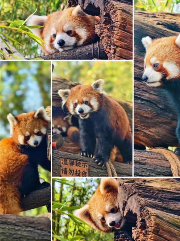 Yunnan Wildlife Park discount Yunnan Wildlife Park discount